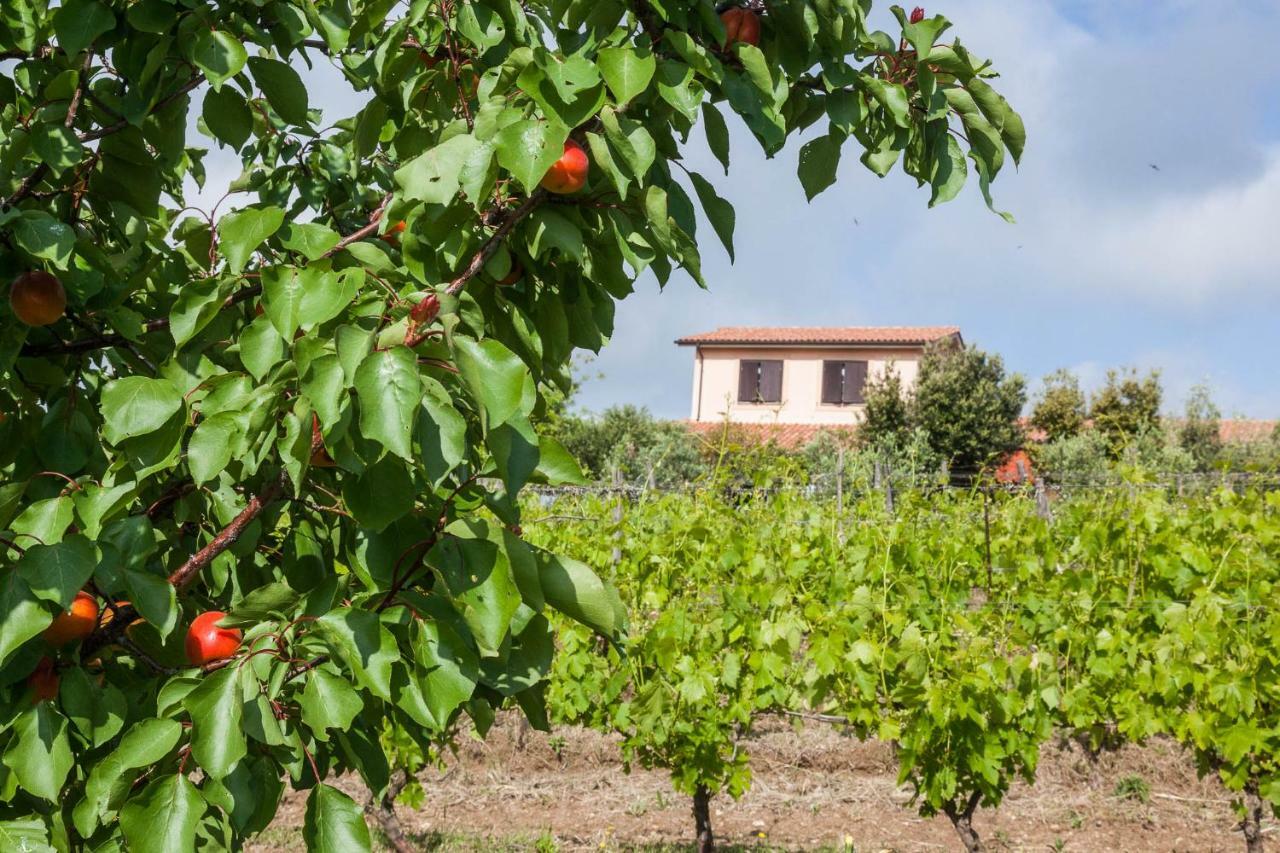 Agriturismo Casale Sasso Cerveteri Extérieur photo
